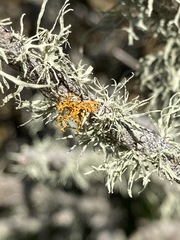 Polycauliona pollinarioides