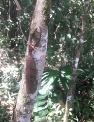 Corydalus peruvianus