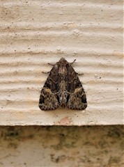 Phosphila turbulenta