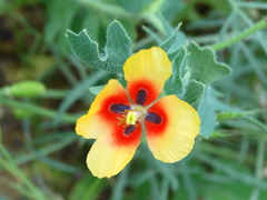 Glaucium corniculatum