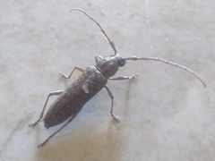 Elaphidion conspersum