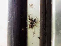 Menemerus bivittatus