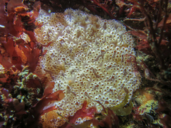 Aplidium nordmanni