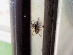 Menemerus bivittatus