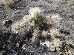 Cylindropuntia