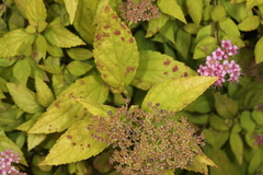 Blumeriella filipendulae