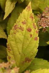 Blumeriella filipendulae