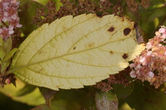 Blumeriella filipendulae