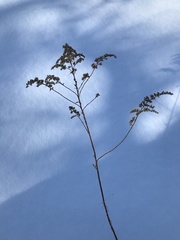 Solidago