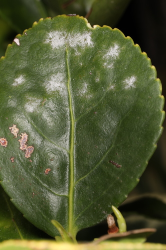 Erysiphe alphitoides