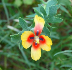 Glaucium corniculatum