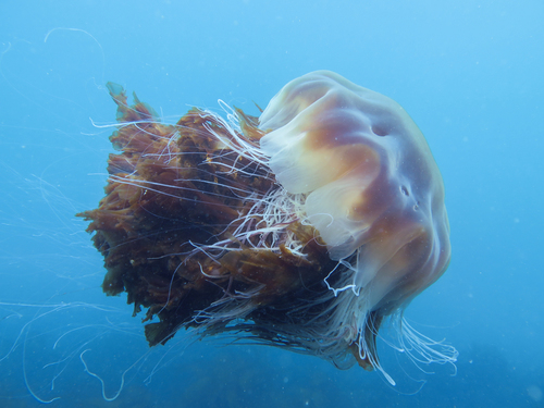 Medusa Melena De Le n Cyanea Capillata 