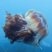 Lion's Mane Jelly - Photo (c) Daniel Rodrigues, some rights reserved (CC BY-NC), uploaded by Daniel Rodrigues