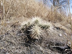 Cylindropuntia