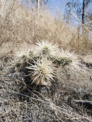 Cylindropuntia