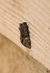 Phosphila turbulenta