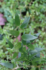 Danae racemosa
