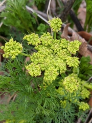 Lomatium klickitatense