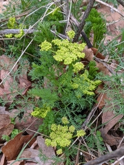 Lomatium klickitatense