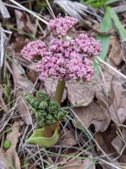 Lomatium columbianum