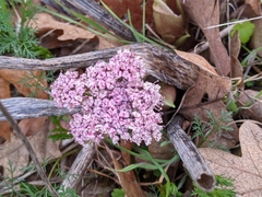 Lomatium columbianum