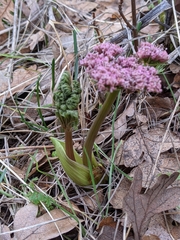 Lomatium columbianum