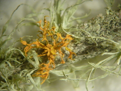 Polycauliona pollinarioides
