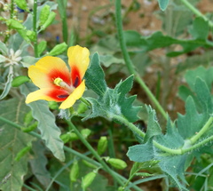 Glaucium corniculatum