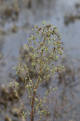 Erigeron floribundus