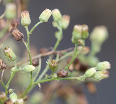 Erigeron floribundus
