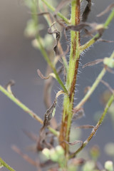 Erigeron floribundus