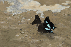 Papilio epiphorbas