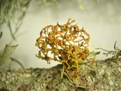 Polycauliona pollinarioides