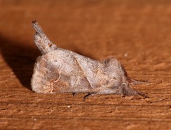 Clostera inclusa