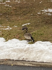 Branta canadensis