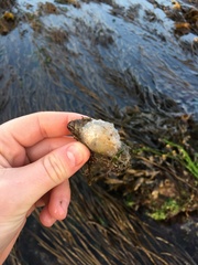 Pododesmus patelliformis