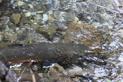 Salvelinus confluentus
