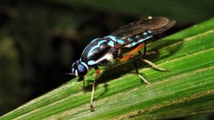Raphiocera