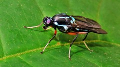 Raphiocera