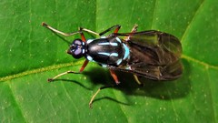 Raphiocera