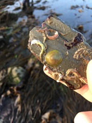 Calyptraea chinensis