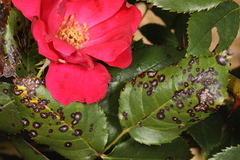 Rosisphaerella rosicola