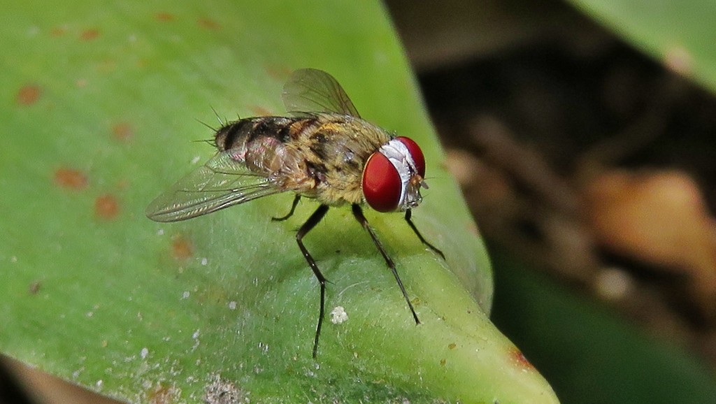 Telothyria frontalis