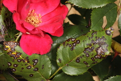 Rosisphaerella rosicola