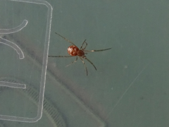 Steatoda triangulosa