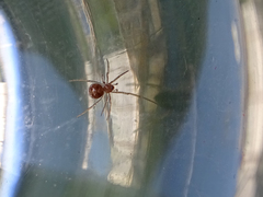 Steatoda triangulosa