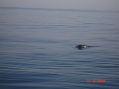 Steno bredanensis