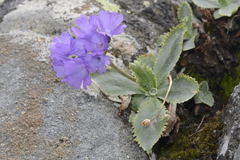 Primula marginata