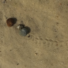 Clibanarius vittatus