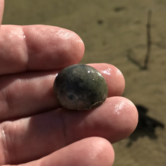 Clibanarius vittatus